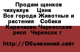 Продам щенков чихуахуа  › Цена ­ 10 000 - Все города Животные и растения » Собаки   . Карачаево-Черкесская респ.,Черкесск г.